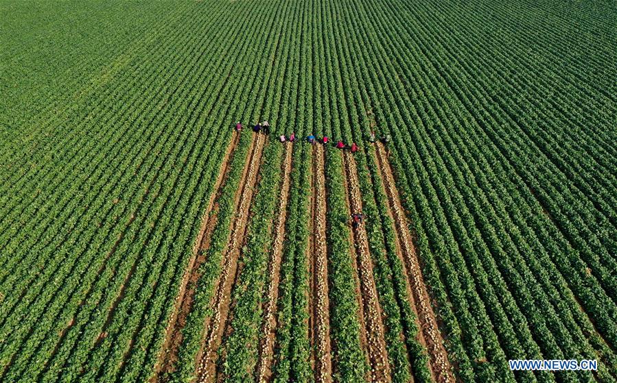 CHINA-HEIBEI-LUANZHOU-RADISH INDUSTRY (CN)