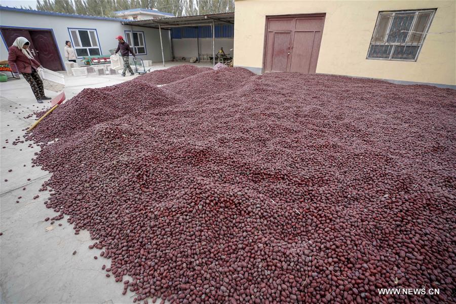 CHINA-XINJIANG-RUOQIANG-RED JUJUBE-HARVEST (CN)