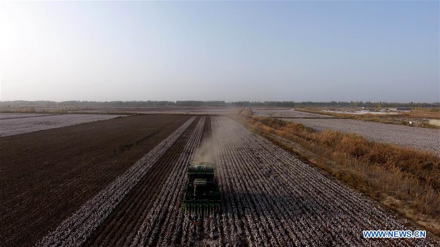 CHINA-XINJIANG-AWAT-AGRICULTURE-COTTON (CN)