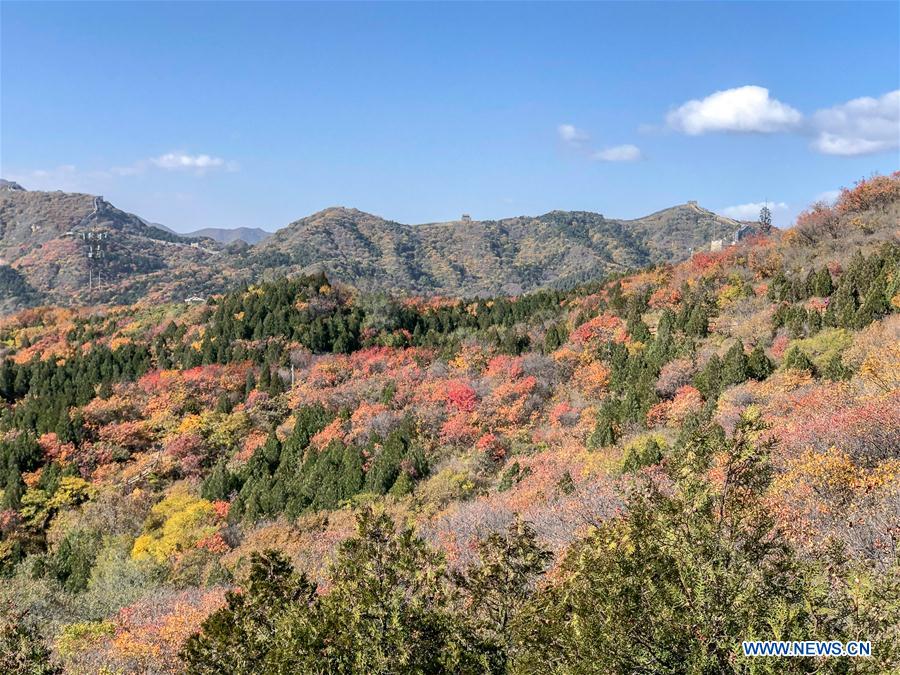 (BeijingCandid)CHINA-BEIJING-AUTUMN (CN)