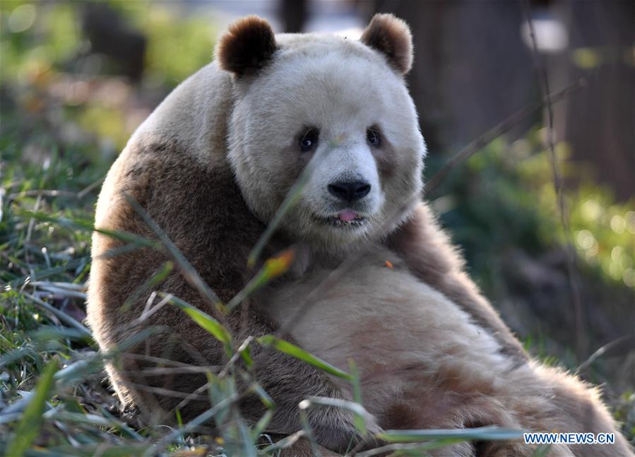 CHINA-SHAANXI-XI'AN-CAPTIVE BROWN AND WHITE GIANT PANDA