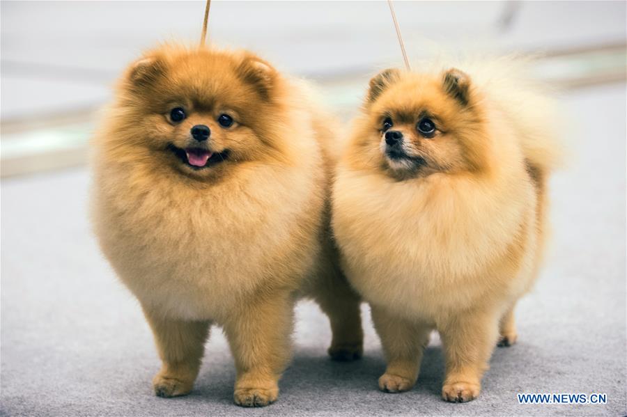 LITHUANIA-VILNIUS-DOG SHOW