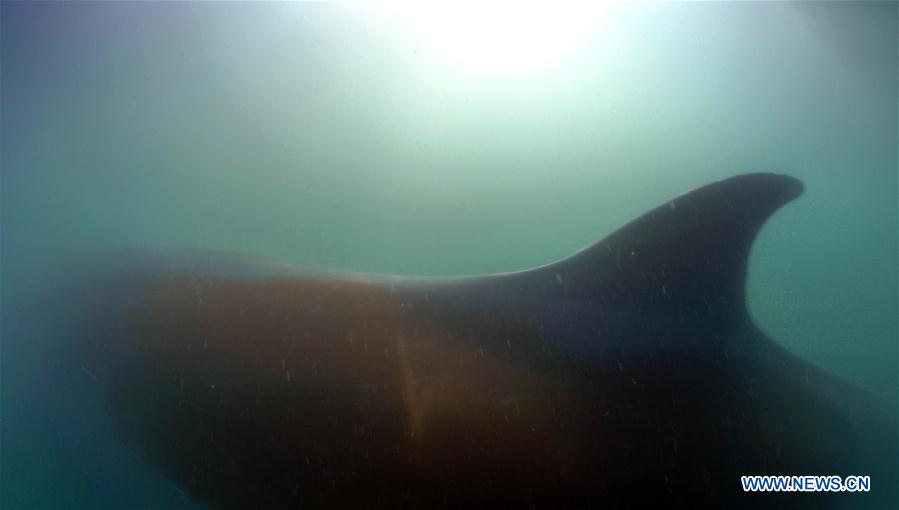 CHINA-GUANGXI-BEIBU GULF-BRYDE'S WHALES (CN)