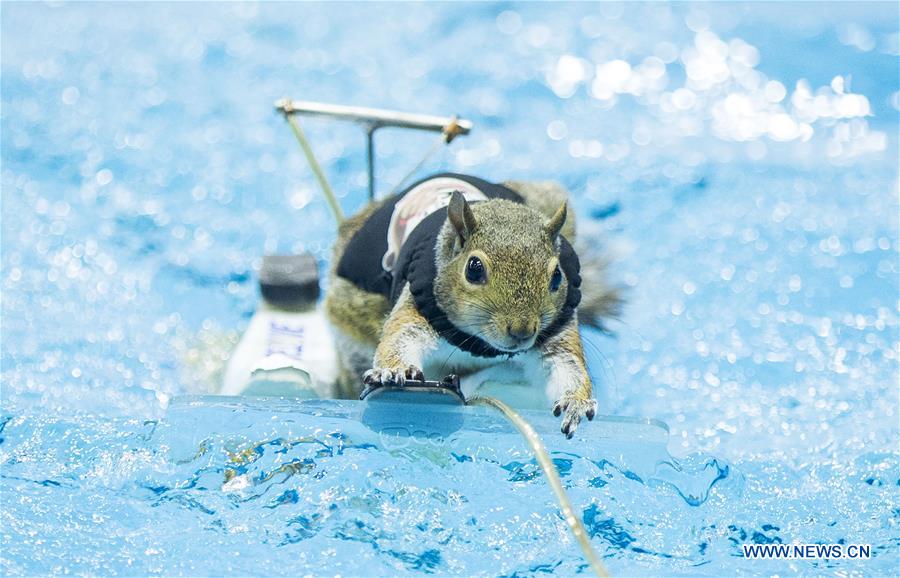 CANADA-TORONTO-WATER SKIING-SQUIRREL