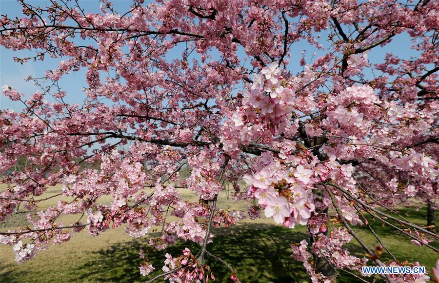 CHINA-SHANGHAI-CHERRY BLOSSOMS (CN)