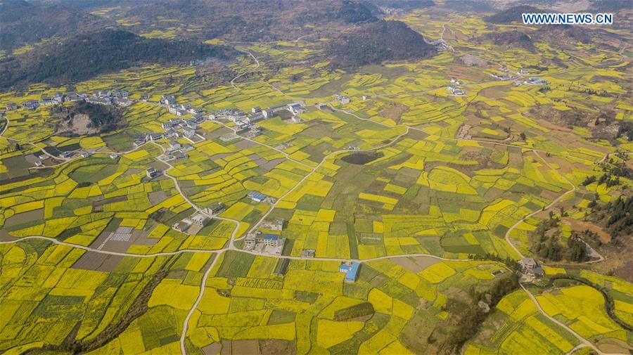 #CHINA-GUIZHOU-ANSHUN-RAPE FLOWERS (CN)