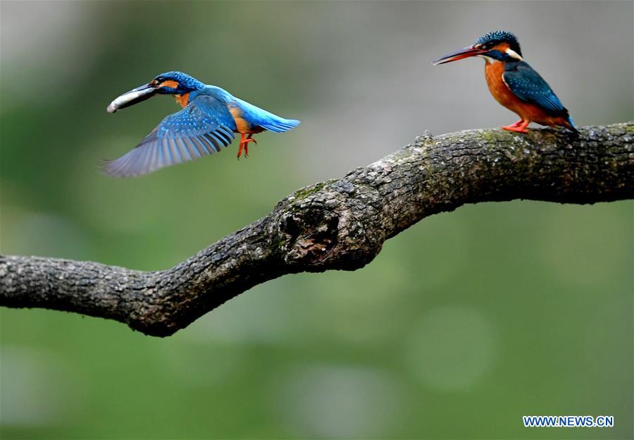 CHINA-FUJIAN-SPRING-KINGFISHERS (CN)