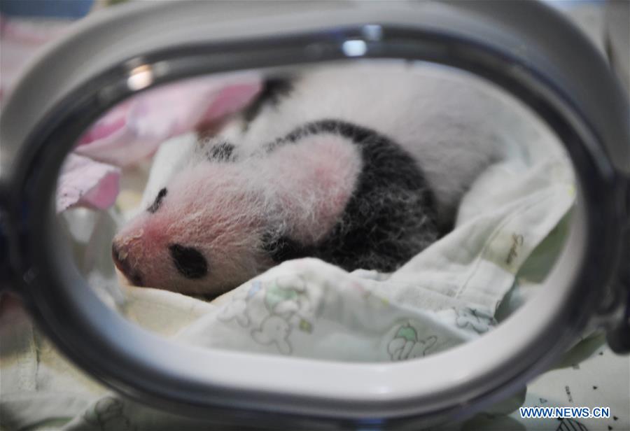 CHINA-CHONGQING-PANDA CUBS (CN)