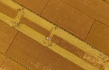 Paddy rice harvested in north China's Hebei