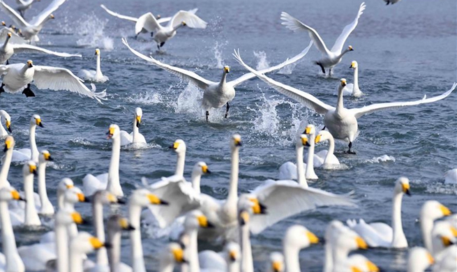 Whooper swans spend winter at nature reserve in Rongcheng City, E China's Shandong