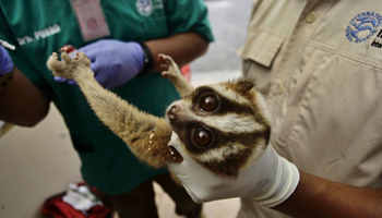 Javan slow loris rescued from illegal smuggling in Indonesia