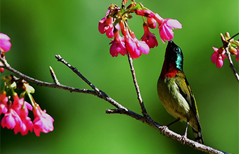 Birds amid cherry blossom