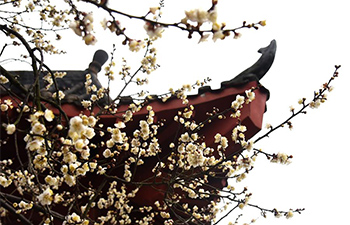 Blooming wintersweet flowers seen in Wuhan