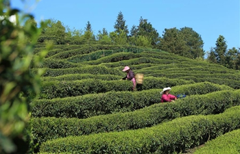 Tea harvest in SW China's Chongqing