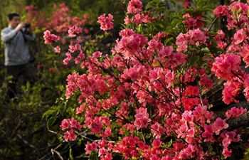 Tourists enjoy azalea flowers in east China