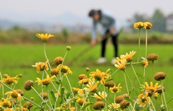 Farmers work in fields across China