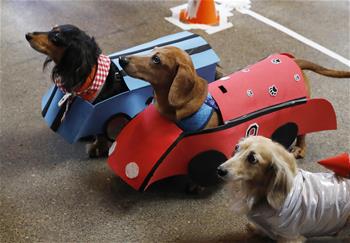 Highlights of pet dog competition in San Francisco, U.S.