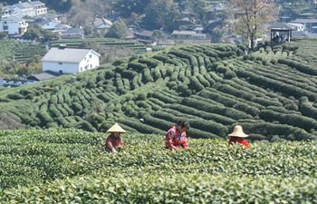 Big data adopted for tea harvest in Zhejiang