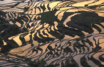 Beautiful scenery of terraced fields during sunrise in Yunnan