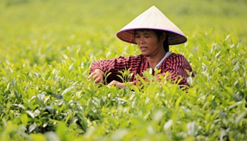 Farmers pick tea leaves at tea gardens in SW China's county