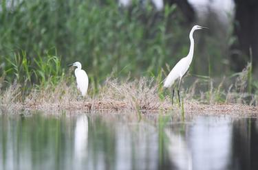 鷺鳥棲洞庭