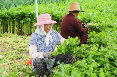 甘肅定西：高原夏菜采收忙