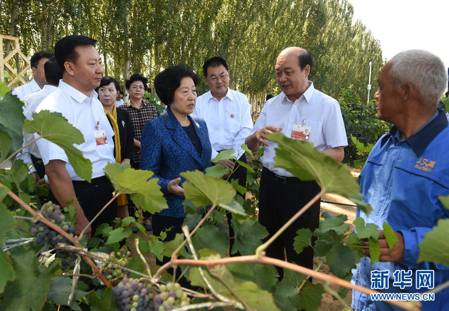 8月9日，中共中央政治局委員、中央統(tǒng)戰(zhàn)部部長(zhǎng)、中央代表團(tuán)副團(tuán)長(zhǎng)孫春蘭率中央代表團(tuán)三分團(tuán)，先后赴內(nèi)蒙古自治區(qū)烏海市、阿拉善盟看望各族干部群眾。這是孫春蘭在烏海市漢森酒業(yè)集團(tuán)的葡萄種植園了解葡萄種植情況。新華社記者 任軍川 攝