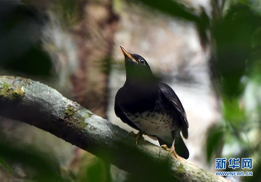 （環(huán)境）（5）熱帶雨林 百鳥家園