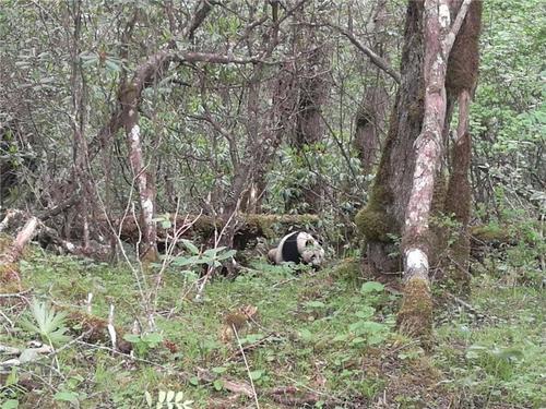 黃龍現(xiàn)野生大熊貓工作人員首次近距離實(shí)地拍攝