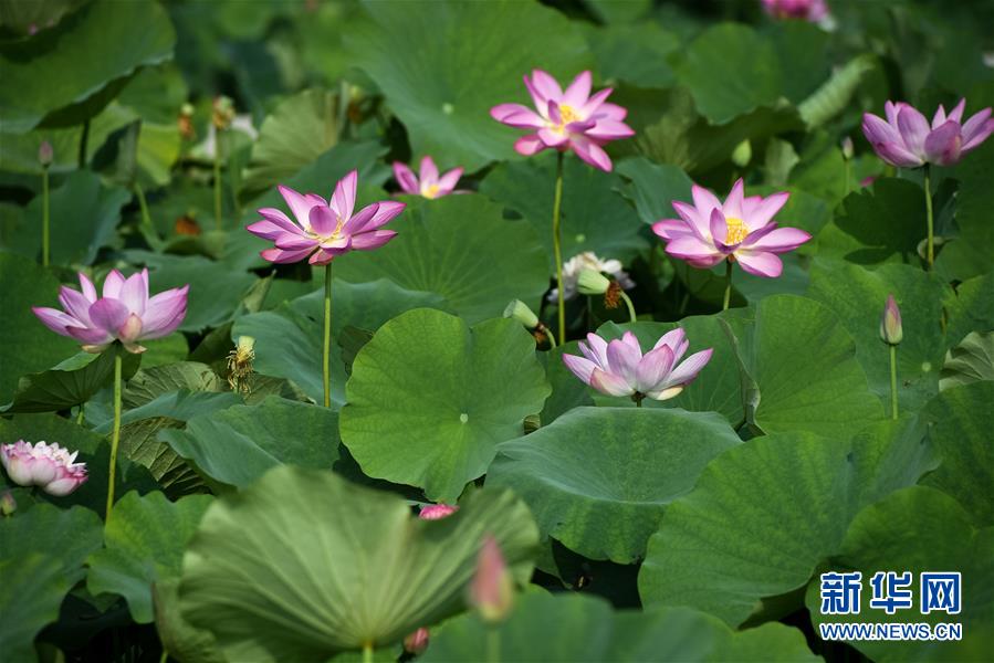 （環(huán)境）（3）夏荷飄香