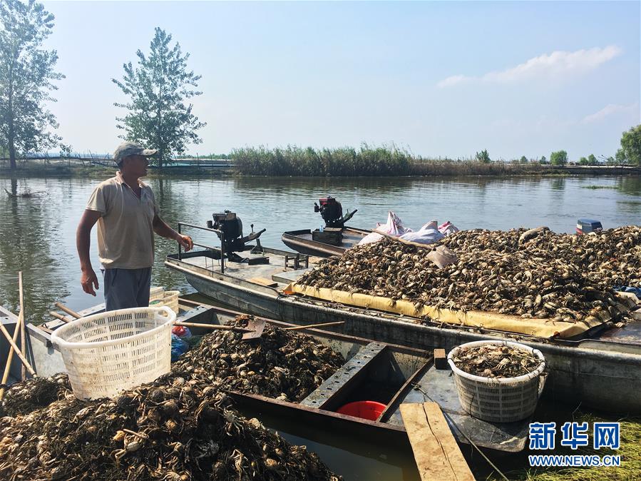 （新華視點(diǎn)·圖文互動(dòng)）（1）上游洪水來(lái)襲下游魚蟹死亡，泄洪為何變泄污？