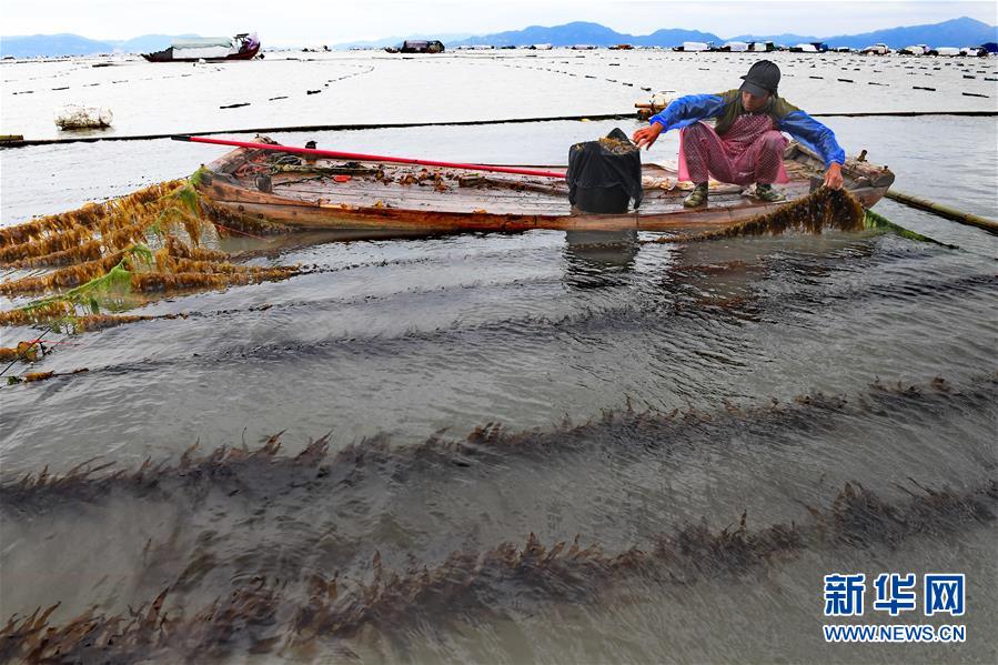 （經(jīng)濟）（2）福建霞浦：漁民海上忙冬播 