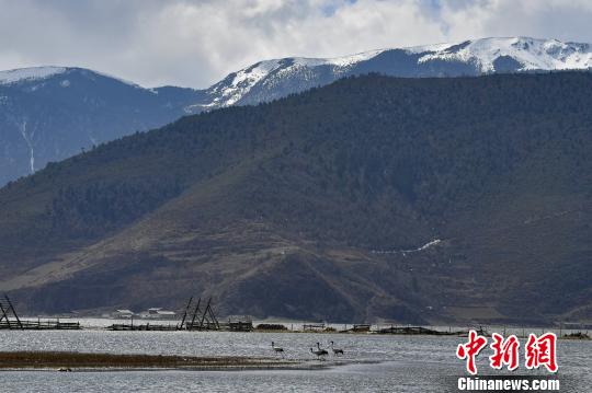 圖為在納帕海濕地棲息的候鳥。　劉冉陽 攝