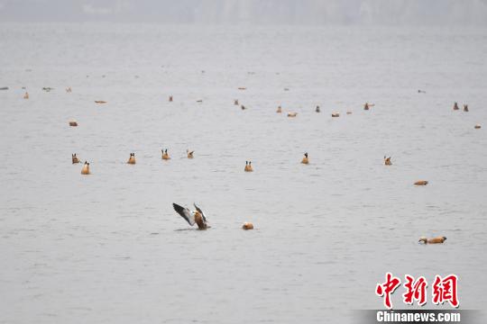 圖為在納帕海濕地棲息的候鳥。　劉冉陽 攝