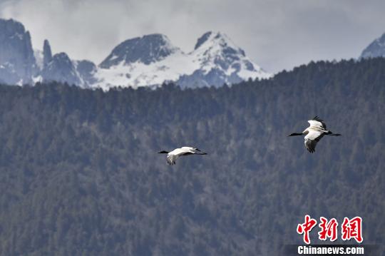 圖為在納帕海濕地上空飛翔的黑頸鶴?！⑷疥?攝