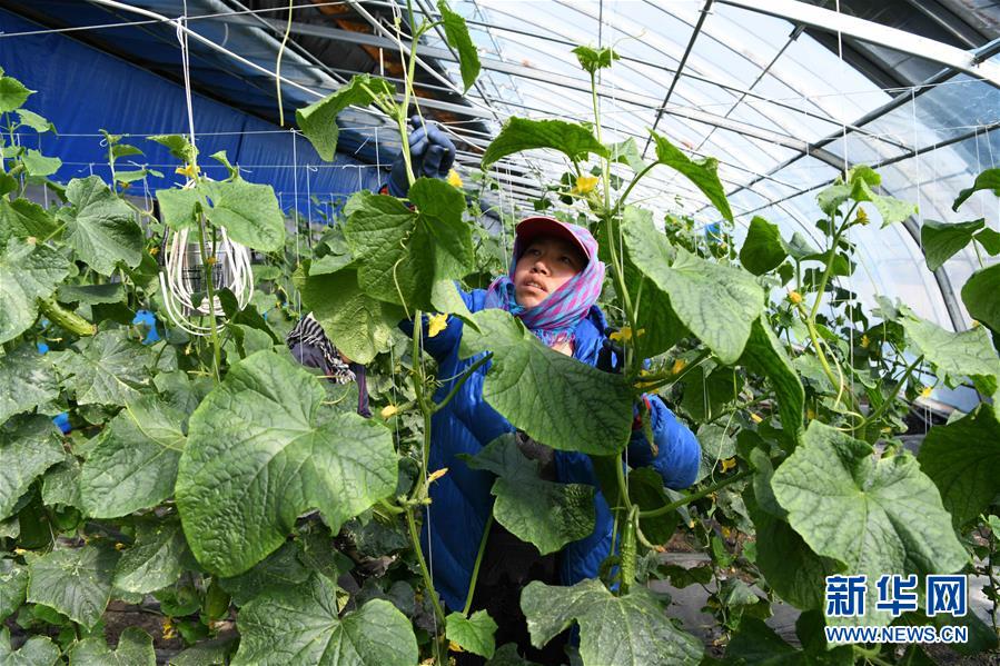 （在習(xí)近平新時代中國特色社會主義思想指引下——新時代新作為新篇章·圖文互動）（2）“無人作業(yè)”來臨 綠色食品“當(dāng)家”——黑龍江探索現(xiàn)代農(nóng)業(yè)發(fā)展路徑