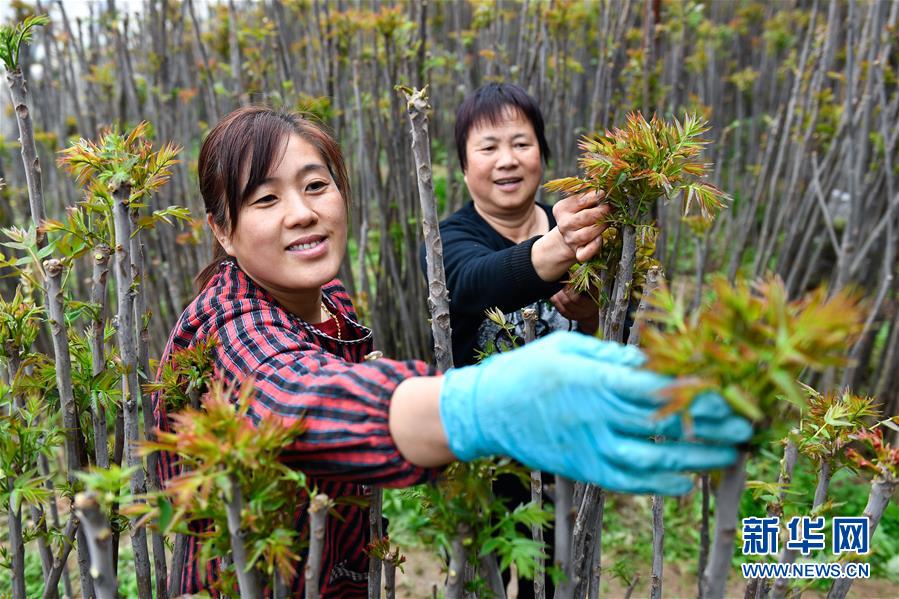 （在習(xí)近平新時代中國特色社會主義思想指引下——新時代新作為新篇章·圖文互動）（1）中條山下綠意濃——一個“資源窮縣”的生態(tài)發(fā)展之路