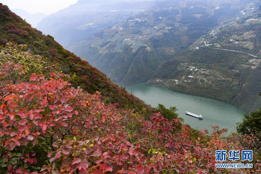 （新華全媒頭條·圖文互動(dòng)）（12）待到滿山紅葉時(shí)——三峽重慶庫(kù)區(qū)踐行新發(fā)展理念面面觀