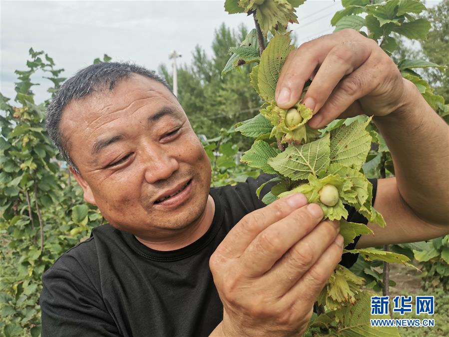 （決戰(zhàn)決勝脫貧攻堅·圖文互動）（1）榛子樹結(jié)出“扶貧果”