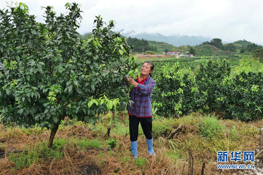 （決戰(zhàn)決勝脫貧攻堅·圖文互動）（10）同飲一江水 攜手“斬窮根”——深圳對口廣西河池、百色扶貧協(xié)作見聞