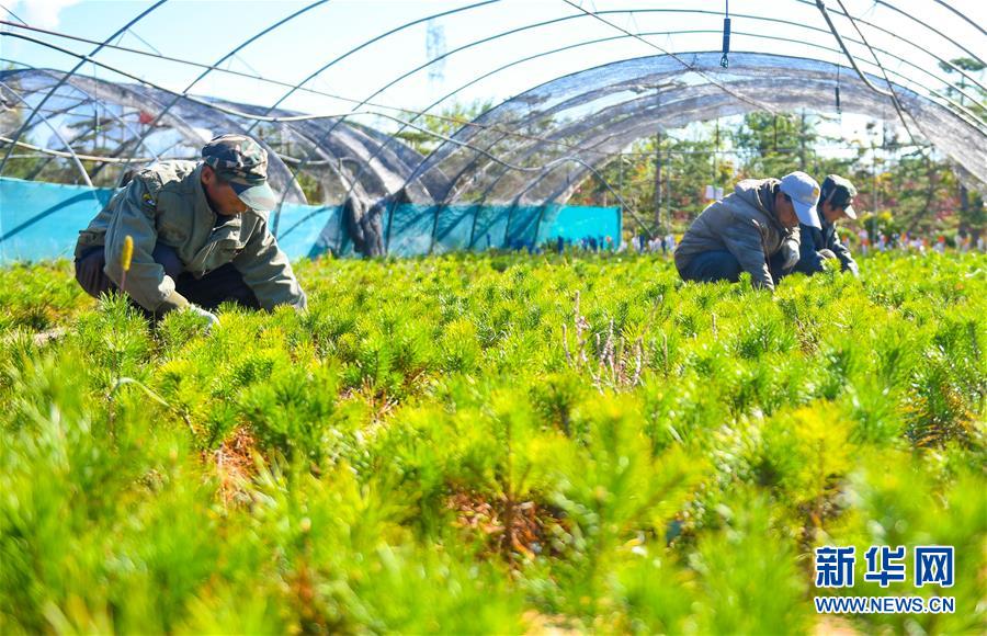 （在習近平新時代中國特色社會主義思想指引下——新時代新作為新篇章·習近平總書記關切事·圖文互動）（8）綠意，在黃沙中鋪展——我國防沙治沙紀實