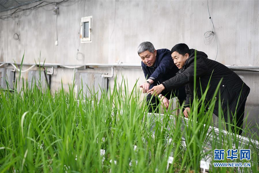 （在習近平新時代中國特色社會主義思想指引下——新時代新作為新篇章·習近平總書記關切事·圖文互動）（4）讓農(nóng)民挑上“金扁擔”——農(nóng)業(yè)現(xiàn)代化的生動實踐掃描