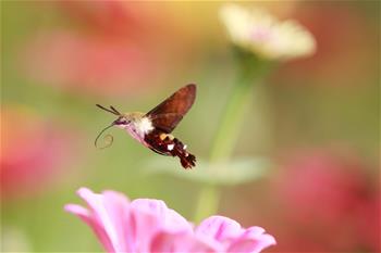 蜂鳥鷹蛾戲花忙