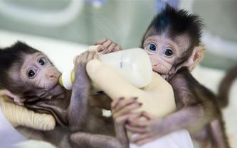 重大突破！兩只克隆猴在中國誕生