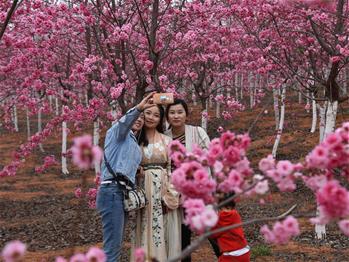 櫻花漫山，一份14年的等待