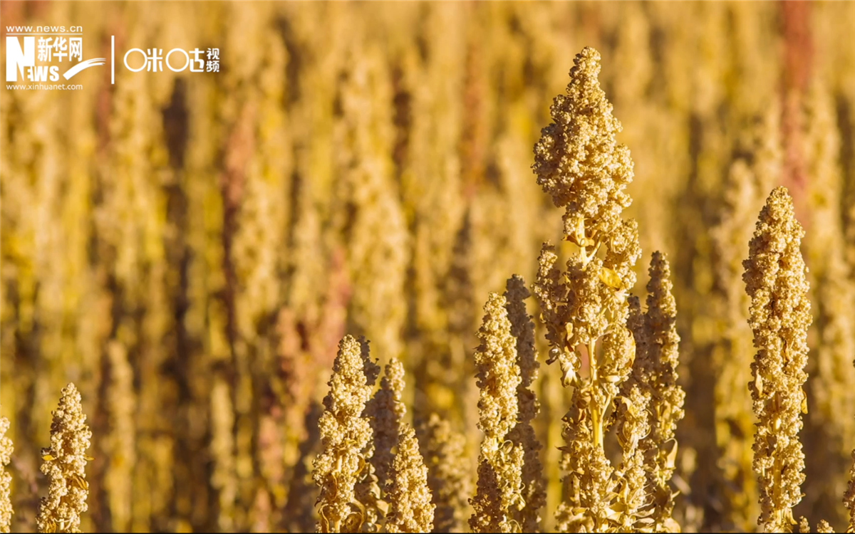 藜麥有極強的環(huán)境適應(yīng)能力和低成本、高回報的種植模式