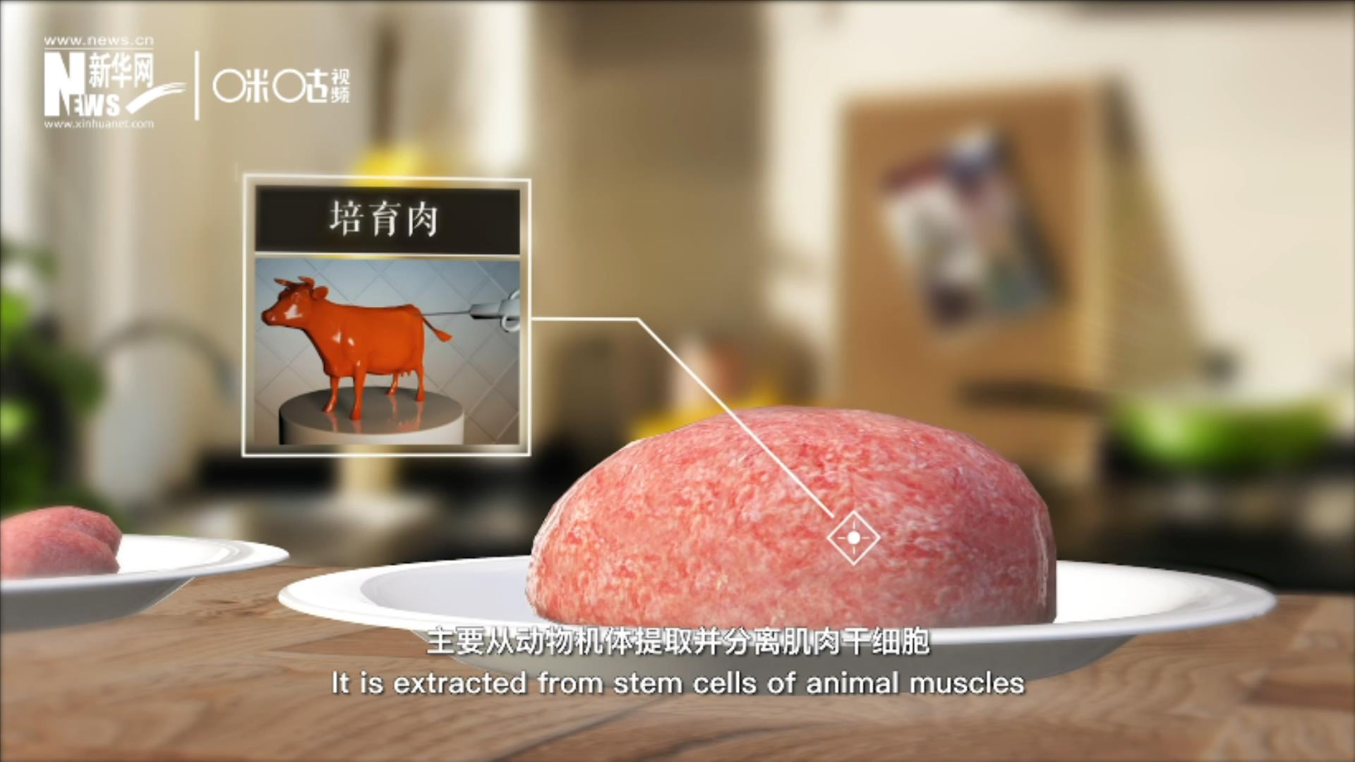 培育肉主要是從動物機體提取并分離肌肉干細胞，在實驗室里培養(yǎng)而成