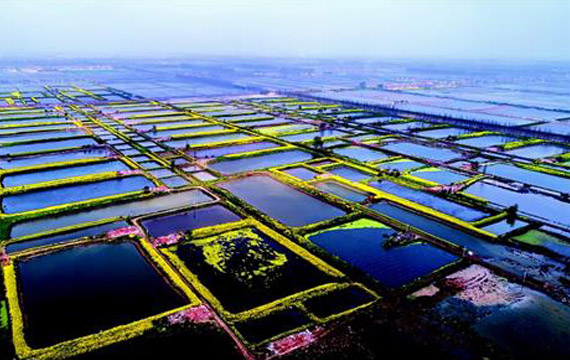 湖北潛江：退池還湖修復(fù)返灣湖國(guó)家濕地公園生態(tài)