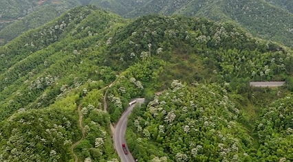 江西萍鄉(xiāng)：萬(wàn)畝桐花競(jìng)相開(kāi) 邂逅一場(chǎng)“五月雪”