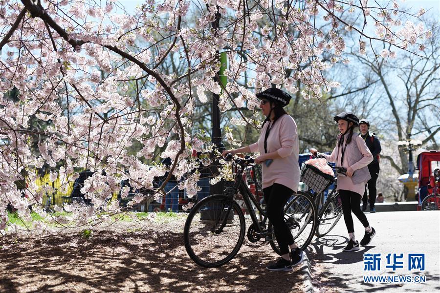 （國(guó)際）（11）春到紐約